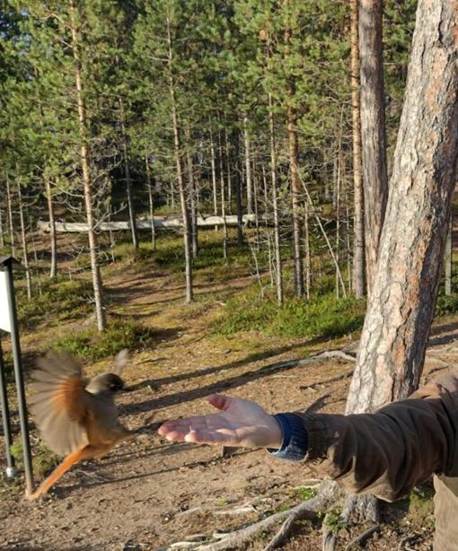 Villa Lusma Inari Exteriér fotografie